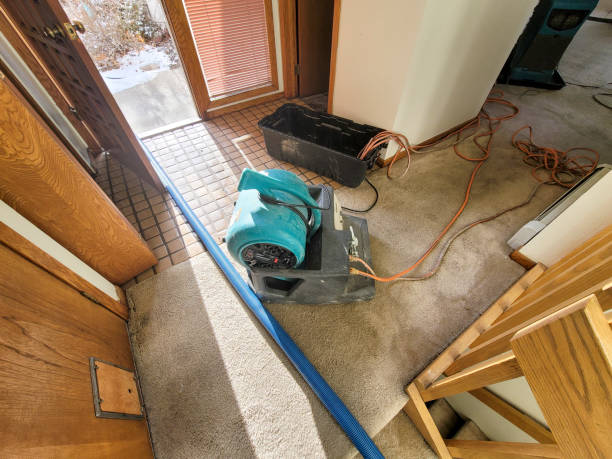 Best Water damage restoration mold remediation  in Ladd, IL