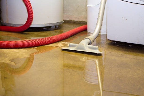 Best Water damage cleanup near me  in Ladd, IL