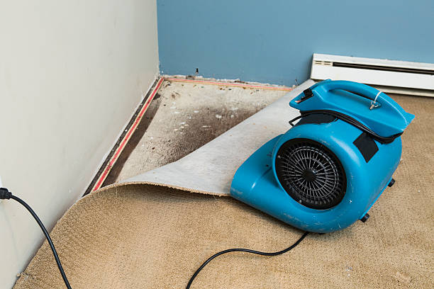 Best Flood restoration services  in Ladd, IL